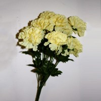 Pale Yellow Carnations