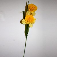 Yellow Daffodils