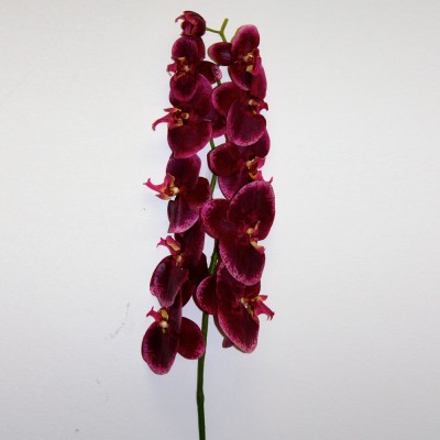 Fuchsia Pink Orchid