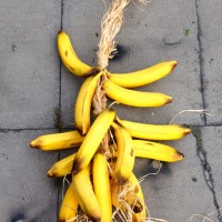 Bananas On Raffia String