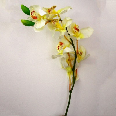 Cream Orchid