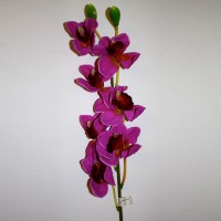 Purple Orchid