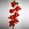 Red Orchid