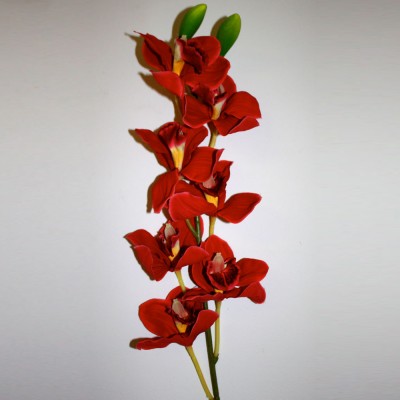 Blood Red Orchid