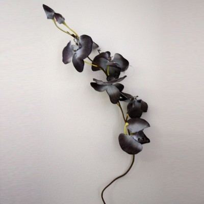 Black & White Orchid