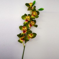 Pink & Green Orchid