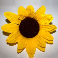 Sunflower Head