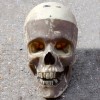 Faux Skull