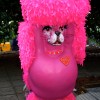 Pink Poodle