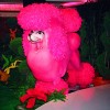 Pink Poodle