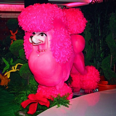 Pink Poodle