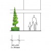 Topiary Twist